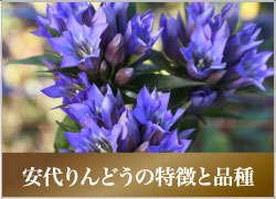 安代りんどうの特徴と品質