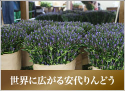 世界に広がる安代りんどう